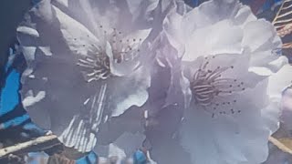 春分ライブ✨🌐akikospiritual