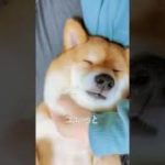 スピリチュアル柴犬顔面マッサージ #二重アゴ解消