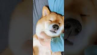 スピリチュアル柴犬顔面マッサージ #二重アゴ解消