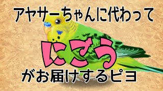 【インコ放送局】スピリチュアル詐欺