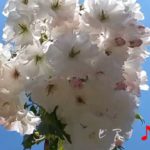 癒しの3分瞑想　ヒーリングピアノ　