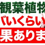 玄関に置くだけで「金運・健康運・恋愛運」爆上がりする観葉植物５つご紹介します！