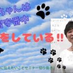 わんちゃんはお留守番中○○をしている!! #犬#ペット#スピリチュアル