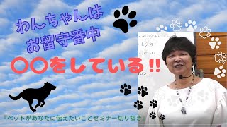わんちゃんはお留守番中○○をしている!! #犬#ペット#スピリチュアル