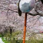 〖リラクゼーション動画〗日々の散歩＆瞑想、癒しの波動