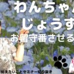 わんちゃんをじょうずにお留守番させるには？#スピリチュアル#ペット#犬