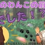 うちのわんこの前世は熊でした!? #犬#ペット#スピリチュアル