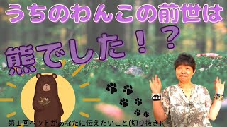 うちのわんこの前世は熊でした!? #犬#ペット#スピリチュアル