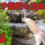 霊感やオーラの強いスピリチュアルな方々が引き寄せられるカナメ神宮に行く旅する猫