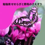 瞑想 癒しの自然音 せせらぎと野鳥のさえずり