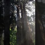 神様降臨💓オーラが写った❤️#御岩神社✨スピリチュアル #パワースポット🔮