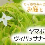 【vlog・暮らし・癒し】ヤマボウシとヴィパッサナー瞑想（体験談）