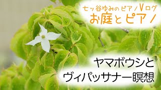 【vlog・暮らし・癒し】ヤマボウシとヴィパッサナー瞑想（体験談）