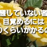 アークトゥリアンからのメッセージ2022.6.9#目醒め #アセンション #スピリチュアル #瞑想