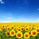 スピリチュアルコーチ（Q&A)　ライブ！（グラウンディング、ハートアクティベーション、など）