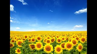 スピリチュアルコーチ（Q&A)　ライブ！（グラウンディング、ハートアクティベーション、など）