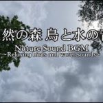 【癒し・睡眠・瞑想】氣もちを落ち着かせてリラックスできる音 / 自然の森 鳥の音 水の音 / Relaxing birds and water sounds