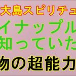 【奄美大島スピリチュアル】パイナップルは知っていたのか。母の死とコロナ禍を?