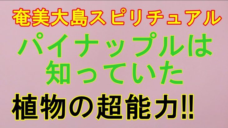 【奄美大島スピリチュアル】パイナップルは知っていたのか。母の死とコロナ禍を?