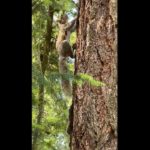 今日のスピリチュアルメッセージ：りす