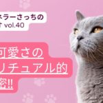 猫の可愛さのスピリチュアル的な秘密‼【主婦チャネラーさっちのスピラジオ】第40回