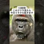 ミラクル起こせ！ゴリラ ゴリラ先生 スピリチュアル 願い事が叶う 金運 商売繁盛  -開運 – Lucky Japan
