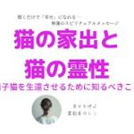 【スピリチュアル】迷子の猫を絶対に生還させる！それは可能なことなのです。