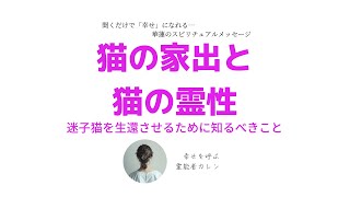 【スピリチュアル】迷子の猫を絶対に生還させる！それは可能なことなのです。