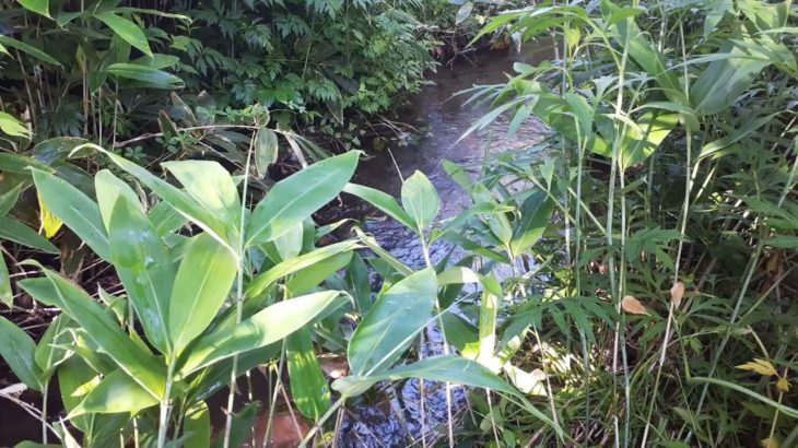 睡眠導入 川のせせらぎ 水の音 自然の音 癒し ストレス解消