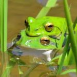 シュレーゲルアオガエルの鳴き声(2) Cute voice of frogs,瞑想,癒しのBGM