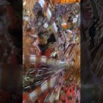 瞑想と癒しの音楽 #shorts