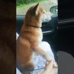 仲良しです😃　嫌なの？😢　#柴犬　#ドライブ　#マインドフルネス