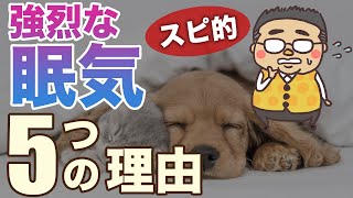 【眠気】強烈な眠気のスピリチュアル的な意味と対応方法