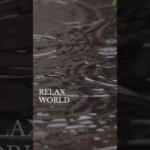 お昼休みの15秒瞑想　#深呼吸 #瞑想 #癒し動画 #加藤先生 #shorts