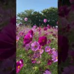 風に揺れるコスモス｜ASMR｜瞑想｜花｜自然音｜癒し｜リラックス｜flower｜relaxation｜healing｜meditation｜study｜yoga｜Wind|風の音