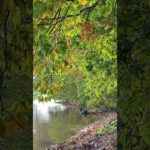 朝の湖岸のゆらぎ｜ASMR｜瞑想｜shorts｜自然音｜紅葉｜癒し｜リラックス｜sunrise｜relaxation｜healing｜meditation｜波の音｜yoga｜ヨガ｜絶景｜環境音