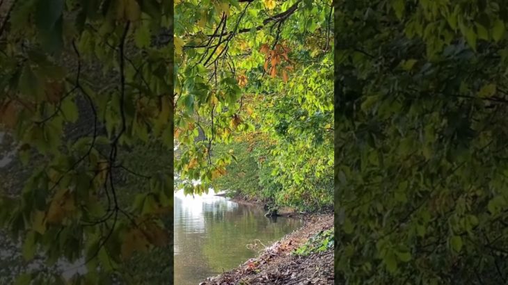 朝の湖岸のゆらぎ｜ASMR｜瞑想｜shorts｜自然音｜紅葉｜癒し｜リラックス｜sunrise｜relaxation｜healing｜meditation｜波の音｜yoga｜ヨガ｜絶景｜環境音