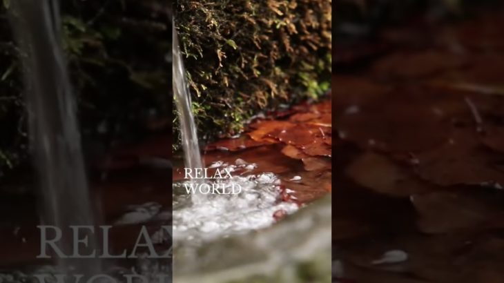 ゆっくりね、楽にね！#秋動画 #深呼吸 #瞑想 #癒し動画 #加藤先生 #shorts