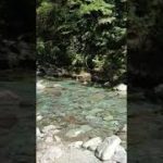 森の朝　散歩する!#瞑想 #健康 #スピリチュアル #癒し