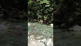 森の朝　散歩する!#瞑想 #健康 #スピリチュアル #癒し