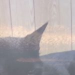 マインドフルネス瞑想と　森林浴と生きていること☆