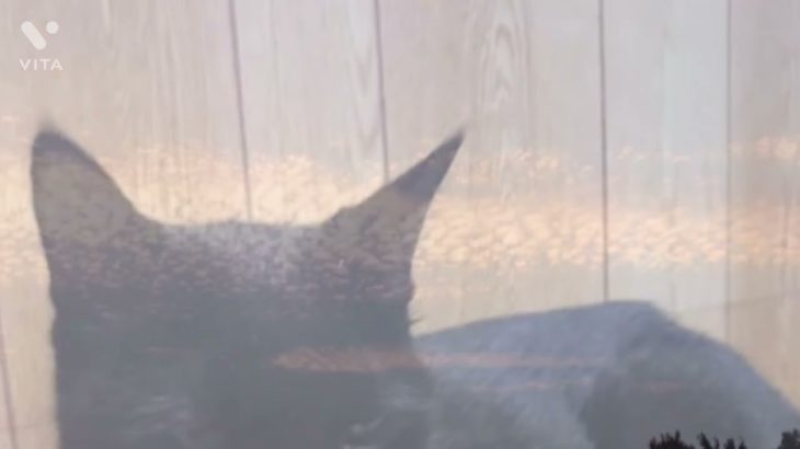 マインドフルネス瞑想と　森林浴と生きていること☆