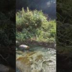 足が生き返るよ☺#健康 #瞑想 #スピリチュアル #癒し