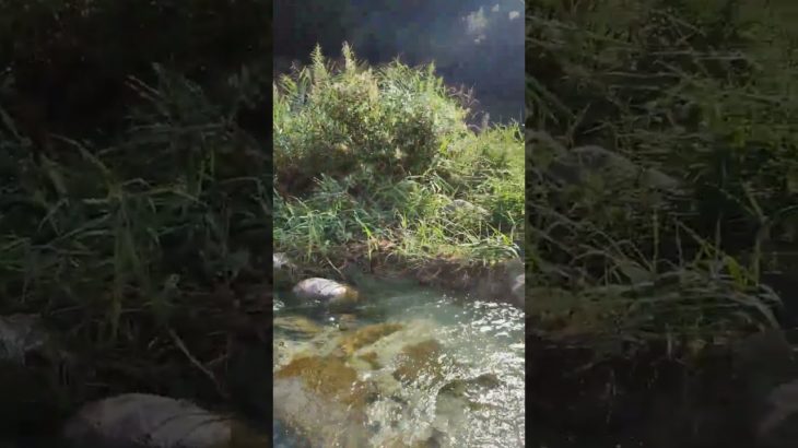 足が生き返るよ☺#健康 #瞑想 #スピリチュアル #癒し