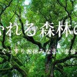 ねむれる森林の音　睡眠　眠れる　自然の音　癒し　睡眠 　ストレス　疲労回復　交感神経　副交感神経　アルファ波　シータ波　疲れ　整える　集中　眠り　瞑想