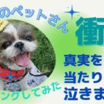 【超スピリチュアル】チャネリング（遠隔透視）で虹の橋のペットちゃんの気持ちを読み取りました。