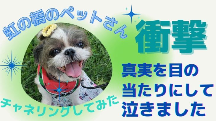 【超スピリチュアル】チャネリング（遠隔透視）で虹の橋のペットちゃんの気持ちを読み取りました。