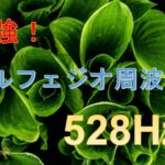 【528Hzカノン/睡眠/癒し】DNA修復 細胞修復 最強ソルフェジオ周波数 疲労回復 ストレス緩和 眠れない夜に 1時間　（旧BlueNile’s Relaxation）