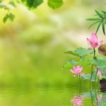 【癒しの音楽BGM】 自然の音で癒される音楽 竹の水噴水