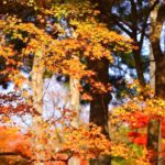 和カフェ / Mitsuhiro【癒し BGM 調和】ティータイム・リラックス・やすらぎ・和・瞑想・茶の湯・日本庭園